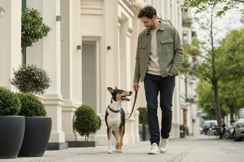 Ein Kurzhaarcollie läuft an der Leine mit seinem Besitzer durch eine freundliche Stadtstraße.