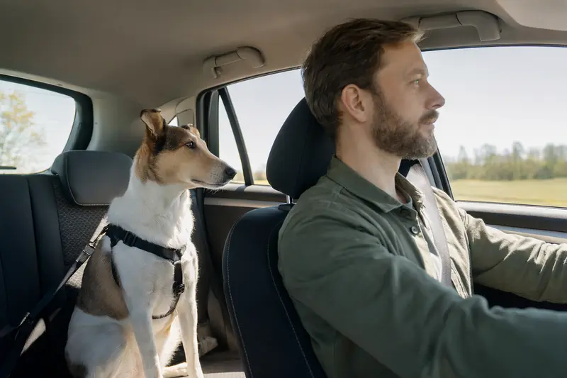 Ein Kurzhaarcollie sitzt sicher angeschnallt auf der Rückbank eines Autos, während der Besitzer ruhig fährt.
