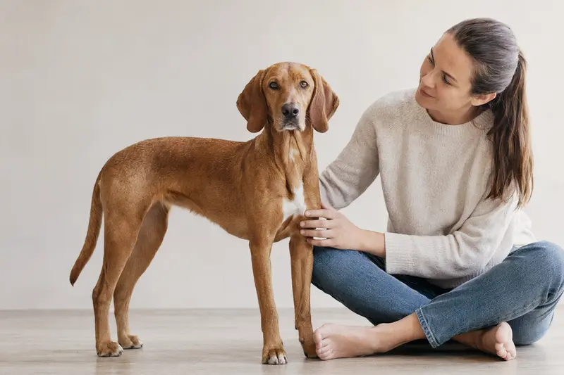 Aufmerksam stehender Kurzhaariger Istrianer Bracke Hund in natürlicher Haltung vor hellem Hintergrund.