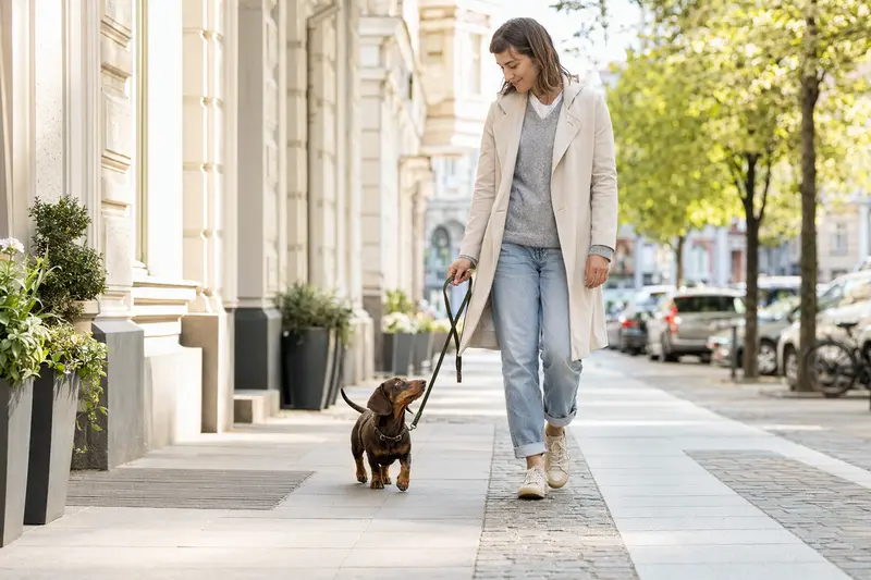 Ein Kurzhaarteckel läuft an der Leine mit seinem Besitzer entspannt durch eine moderne Stadtstraße.