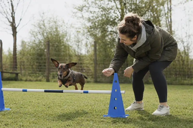 Ein aktiver Kurzhaarteckel trainiert mit seinem Besitzer auf einem Hundeplatz über eine kleine Hürde.