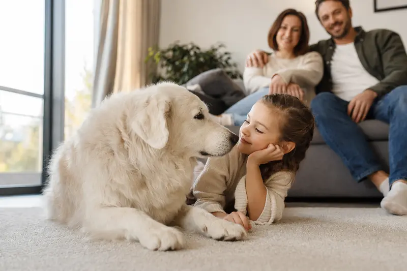 Ein freundlicher Kuvasz liegt entspannt neben einem Kind im Wohnzimmer, während die Eltern im Hintergrund eine sichere Familienatmosphäre schaffen.