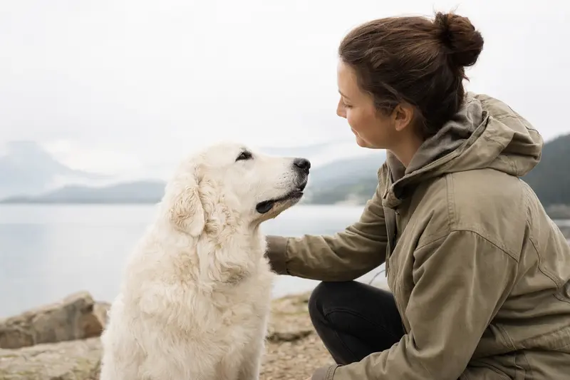Ein aufmerksamer Kuvasz steht in natürlicher Haltung vor hellem Hintergrund und zeigt sein typisches weißes Fell im professionellen Hunderportrait.