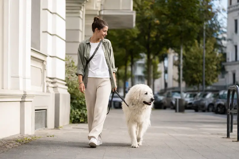 Ein Kuvasz Hund läuft an der Leine mit seinem Besitzer durch eine moderne Stadtstraße in entspannter Alltagssituation.