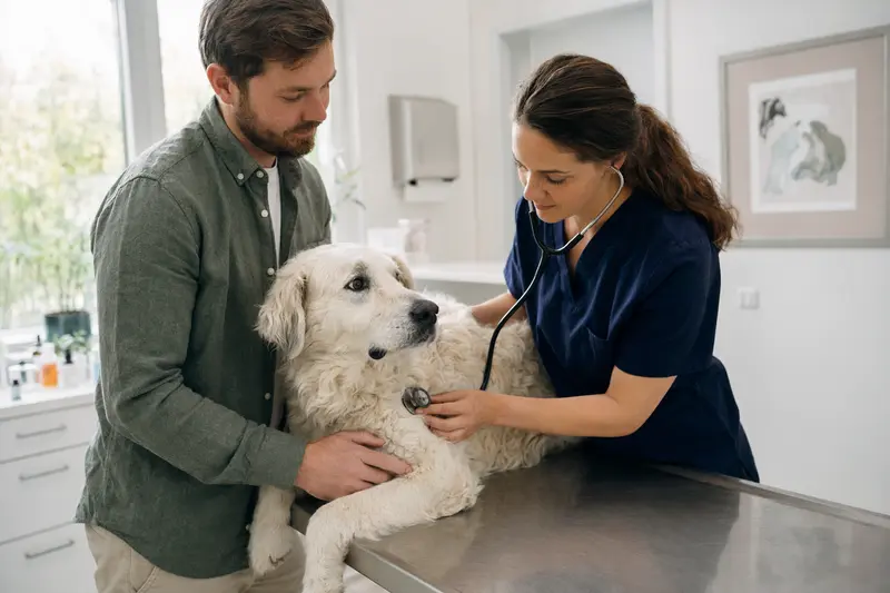 Ein ruhiger Kuvasz Hund wird von einer Tierärztin mit Stethoskop in einer modernen Praxis untersuchen.