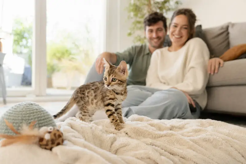 Ein neugieriges Kyi-Leo Kitten erkundet sein neues Zuhause mit liebevoller Familie im Hintergrund.