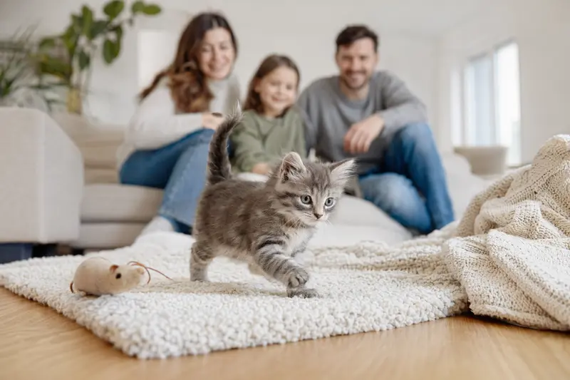 Ein neugieriges Kymrisches Katzenkitten erkundet seine neue Umgebung mit einer weichen Decke und Spielzeug in einem freundlichen Zuhause.