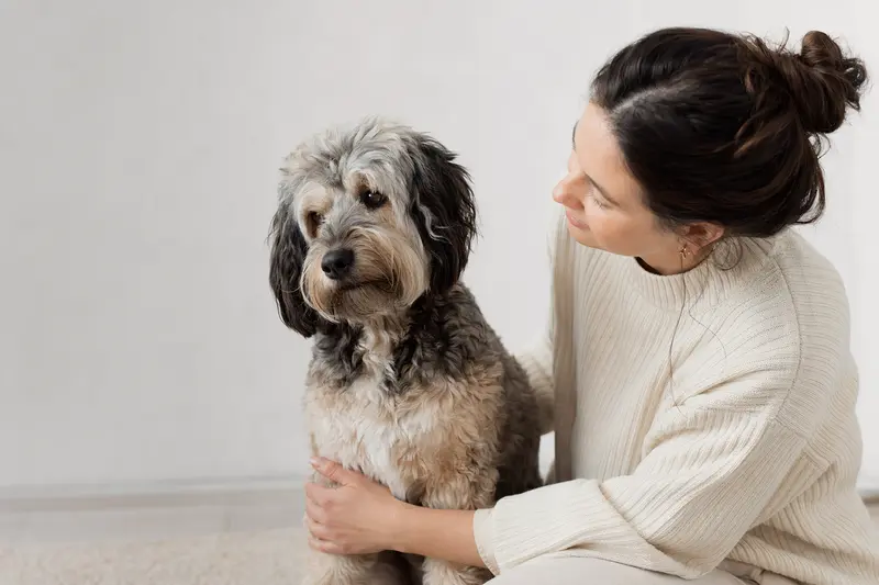 Ein aufmerksamer Labradoodle steht in natürlicher Haltung vor hellem Hintergrund und wirkt wie ein professionelles Tierportrait.