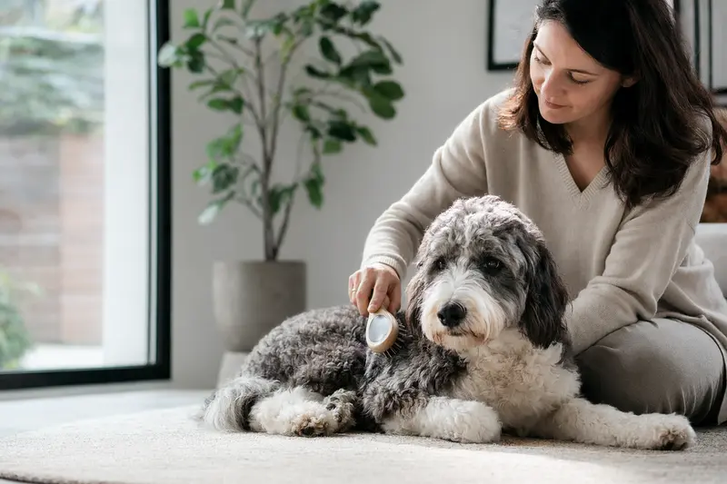 Ein Labradoodle wird in einer hellen Wohnung sanft gebürstet, während der Besitzer die Fellpflege liebevoll übernimmt.