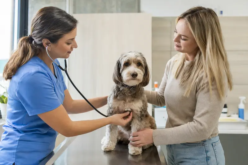 Ein ruhiger Labradoodle wird von einer Tierärztin mit Stethoskop in einer modernen Tierarztpraxis untersucht, während sein Besitzer beruhigend daneben steht.