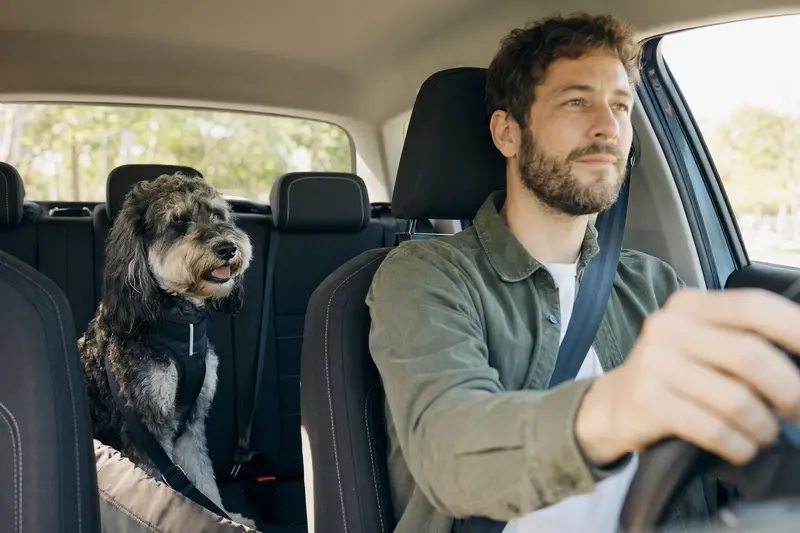 Ein Labradoodle sitzt sicher angeschnallt auf der Rückbank eines Autos und vermittelt verantwortungsvolle Hundesicherheit beim Autofahren.
