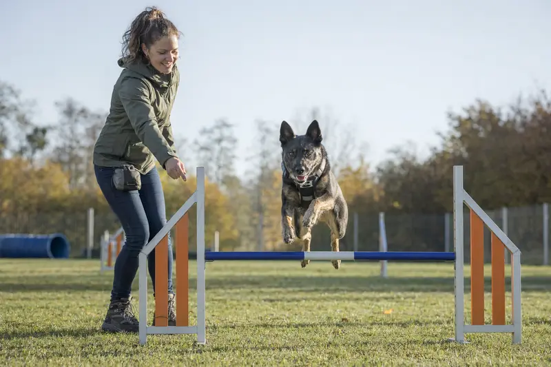 Ein Labrador Retriever trainiert mit seinem Besitzer auf einem Hundeplatz über eine kleine Trainingshürde.