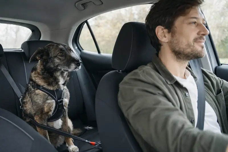 Ein sicher angeschnallter Labrador Retriever sitzt auf der Rückbank eines Autos, während der Fahrer ruhig unterwegs ist und Sonnenlicht durch das Fenster fällt.