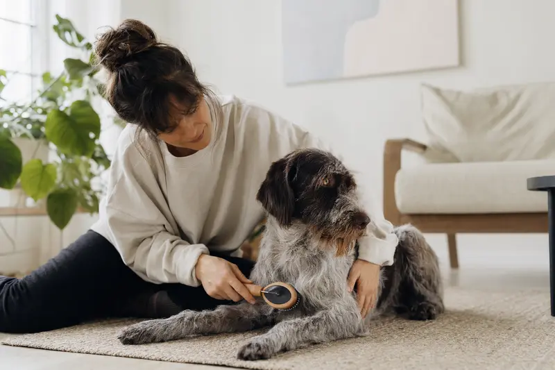Ein Lacy Game Dog wird in einer hellen Wohnung von seinem Besitzer sanft gebürstet, was die liebevolle Fellpflege und Verantwortung für die Gesundheit des Hundes zeigt.