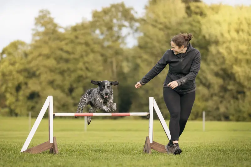 Ein aktiver Lacy Game Dog springt mit seinem Besitzer über eine kleine Trainingshürde auf dem Hundeplatz.
