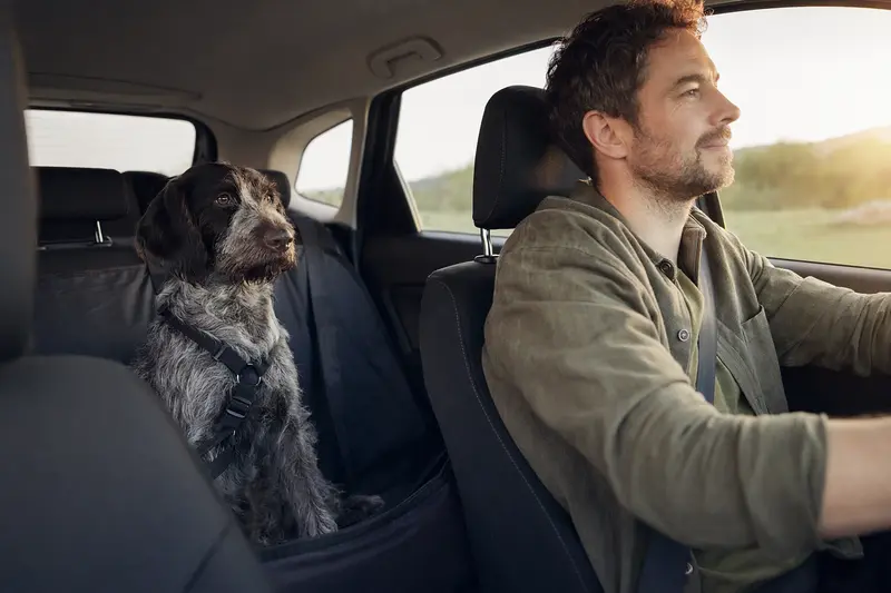 Ein Lacy Game Dog sitzt sicher angeschnallt auf der Rückbank eines Autos, während der Besitzer ruhig fährt.