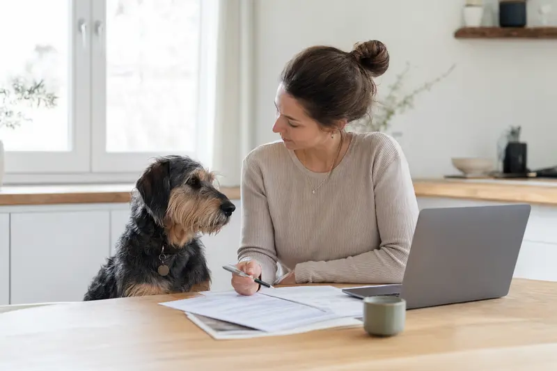 Ein Lacy Game Dog sitzt entspannt neben seinem Besitzer am Küchentisch mit Versicherungsunterlagen.