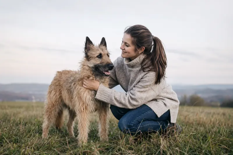 Ein aufmerksamer Laekenois Hund steht in natürlicher Haltung vor hellem Hintergrund und zeigt die typische Fellstruktur der Rasse im hochwertigen Tierportrait.