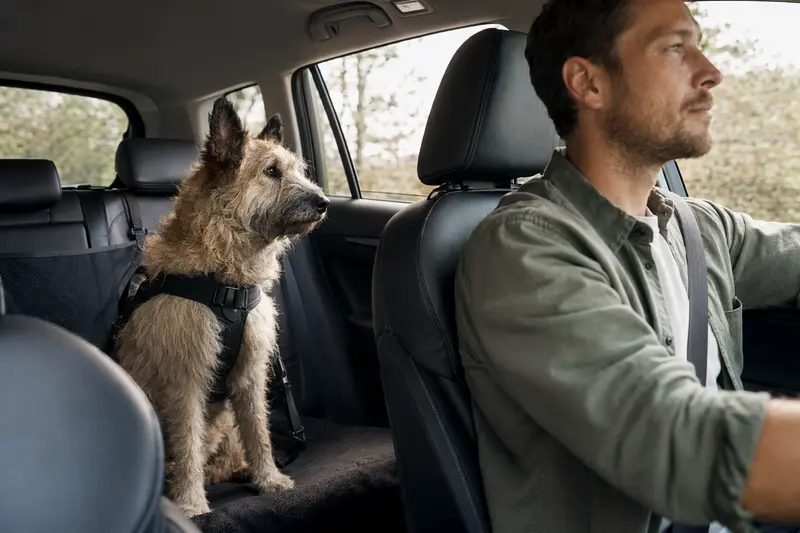 Ein Laekenois Hund sitzt sicher angeschnallt auf der Rückbank eines Autos, während der Besitzer fährt und Sonnenlicht durch das Fenster fällt.