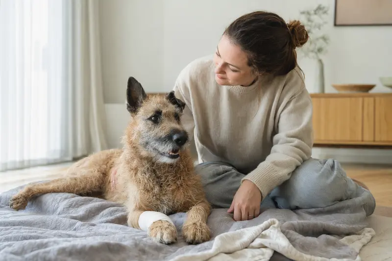 Ein Laekenois Hund mit einem leichten Verband an der Pfote liegt friedlich auf einer Decke, während sein erleichterter Besitzer neben ihm sitzt.