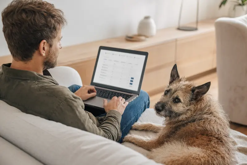 Ein Besitzer arbeitet am Laptop auf dem Sofa, neben ihm sitzt ein Laekenois Hund in einer hellen und ruhigen Wohnung.