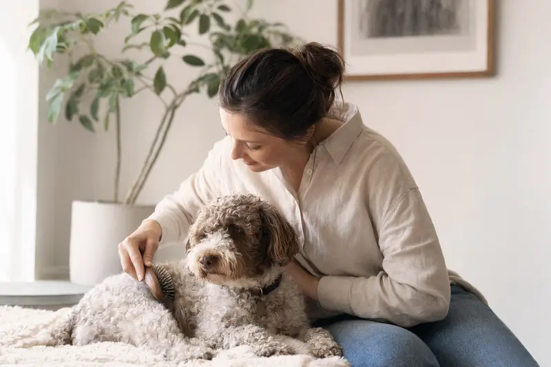 Ein Lagotto Romagnolo wird zuhause liebevoll gebürstet und gepflegt.