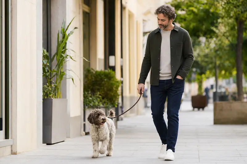 Ein Lagotto Romagnolo läuft an der Leine mit seinem Besitzer durch eine moderne Stadtstraße.