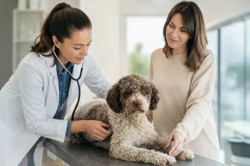 Ein ruhiger Lagotto Romagnolo Hund wird behutsam von einer freundlichen Tierärztin mit einem Stethoskop untersucht.