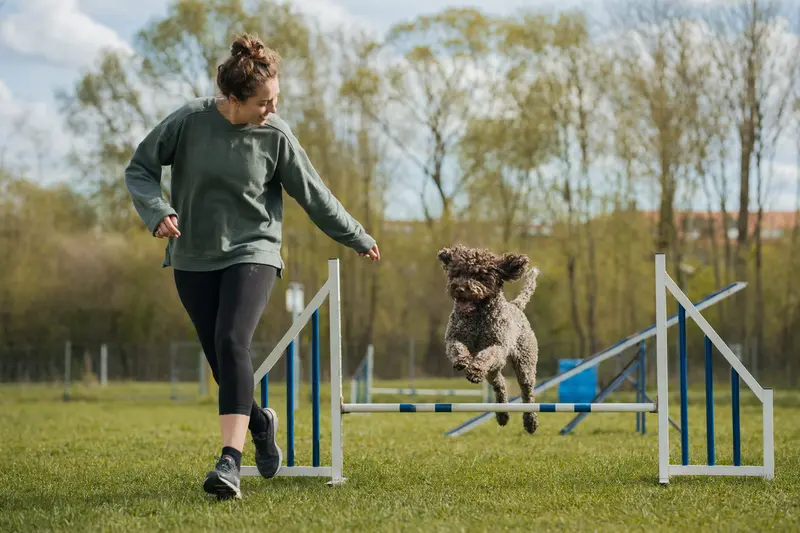 Ein Lagotto Romagnolo trainiert mit seinem Besitzer über eine kleine Hürde auf dem Hundeplatz bei sonnigem Wetter.