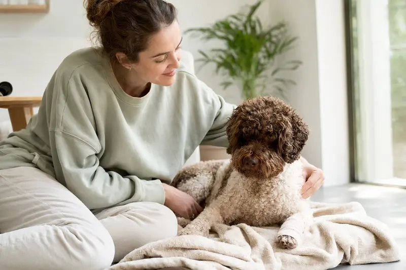 Ein Lagotto Romagnolo Hund mit angewendetem Verband liegt auf einer Decke, während sein Mensch entspannt neben ihm sitzt.