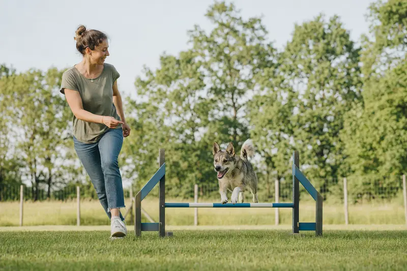 Ein Laika Hund springt beim Training mit seinem Besitzer über eine kleine Hürde auf dem Hundeplatz.