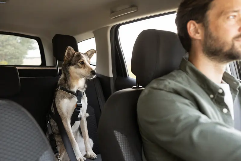 Ein Laika Hund sitzt sicher angeschnallt auf der Rückbank eines Autos, während der Besitzer ruhig fährt.