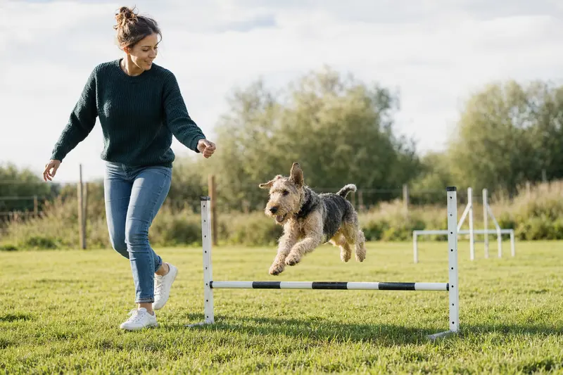 Ein Lakeland-Terrier trainiert mit seinem Besitzer auf einem Hundeplatz über eine kleine Hürde und zeigt Freude an Bewegung.