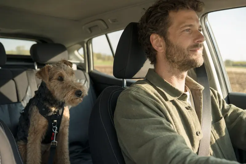 Ein Lakeland-Terrier sitzt sicher angeschnallt auf der Rückbank eines Autos, während der Besitzer ruhig fährt.