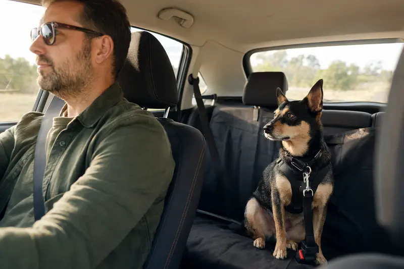Ein Lancashire Heeler sitzt sicher angeschnallt auf der Rückbank eines Autos, während der Fahrer ruhig unterwegs ist.
