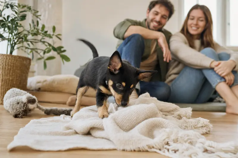 Ein junger Lancashire Heeler Welpe erkundet neugierig sein neues Zuhause mit liebevoller Familie im Hintergrund.