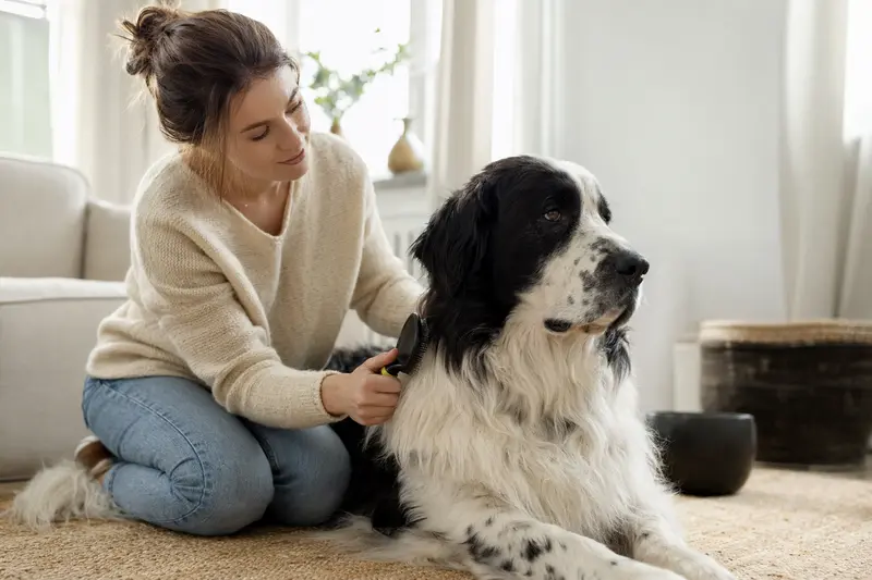 Ein Landseer Hund wird in einer hellen Wohnung sanft gebürstet, während sein Besitzer liebevoll die Fellpflege übernimmt.