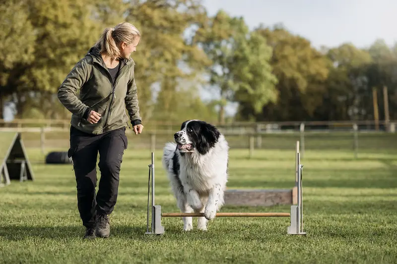 Ein Landseer springt mit seinem Besitzer über eine kleine Trainingshürde auf dem Hundeplatz.