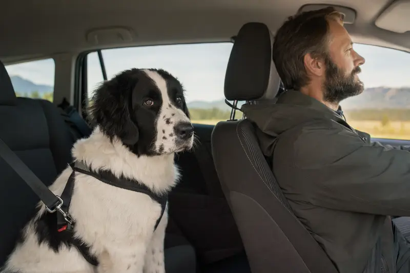 Ein Landseer sitzt sicher angeschnallt auf der Rückbank eines Autos, während der Besitzer ruhig fährt.