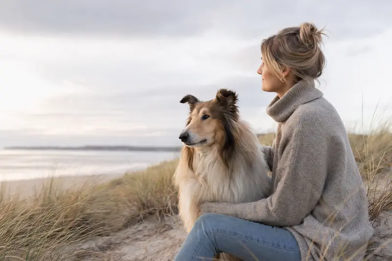Ein aufmerksam stehender Langhaarcollie in natürlicher Haltung vor hellem Hintergrund im professionellen Tierportrait.