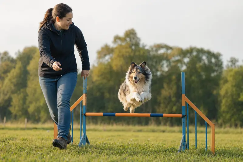 Ein aktiver Langhaarcollie springt beim Hundetraining mit seinem Besitzer über eine kleine Hürde auf dem Hundeplatz.