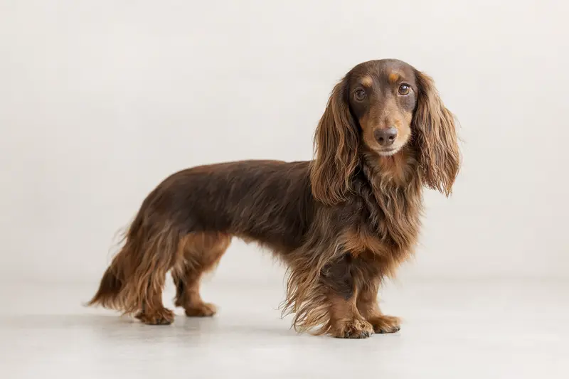 Ein aufmerksamer Langhaardackel steht vor hellem Hintergrund in natürlicher Haltung als realistisches Hundeportrait.