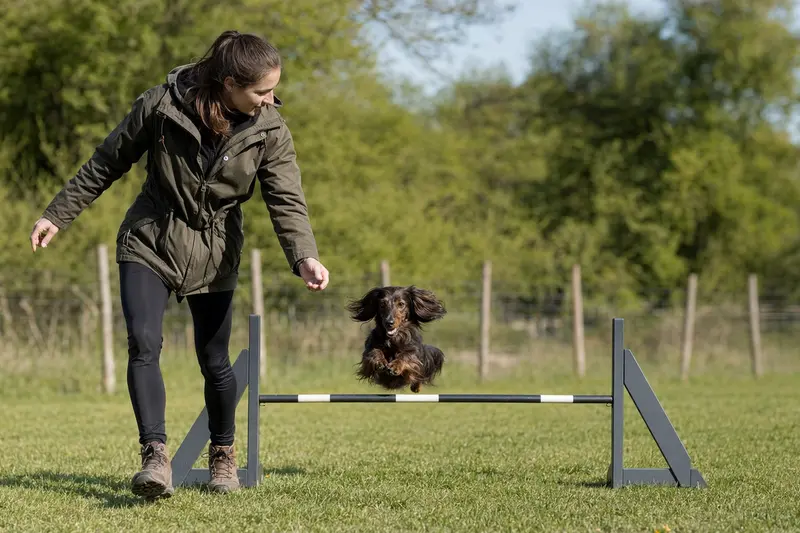 Ein aktiver Langhaardackel springt mit seinem Besitzer über eine kleine Trainingshürde auf dem Hundeplatz.