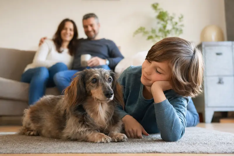 Ein freundlicher Langhaarteckel liegt entspannt neben einem Kind im Wohnzimmer, während die Eltern im Hintergrund eine sichere Familienatmosphäre schaffen.