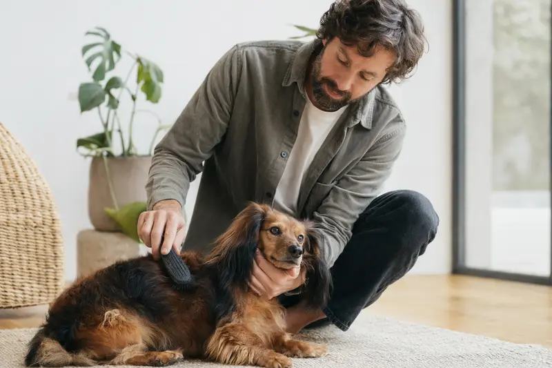 Ein Langhaarteckel wird in einer hellen Wohnung sanft gebürstet, während sein Besitzer liebevoll die Fellpflege übernimmt.