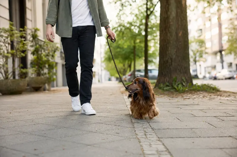 Ein Langhaarteckel läuft an der Leine mit seinem Besitzer durch eine freundliche moderne Stadtstraße.