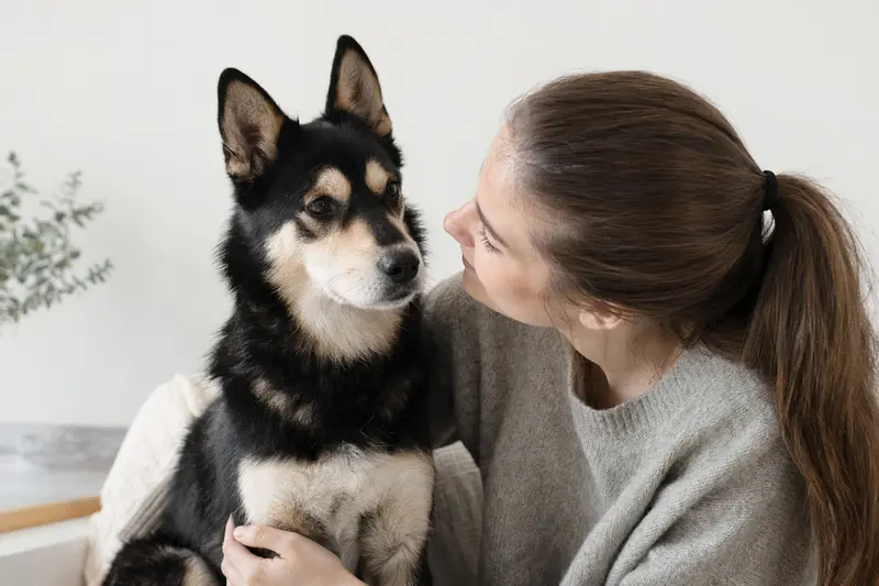 Lapinporokoira Hund in aufmerksamer Haltung vor hellem Hintergrund als realistisches Tierportrait.