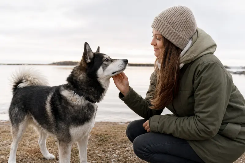 Ein aufmerksamer Lappländischer Rentierhund steht in natürlicher Haltung vor hellem neutralem Hintergrund.