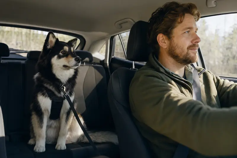 Ein Lappländischer Rentierhund sitzt sicher angeschnallt auf der Rückbank eines Autos, während der Besitzer ruhig fährt.