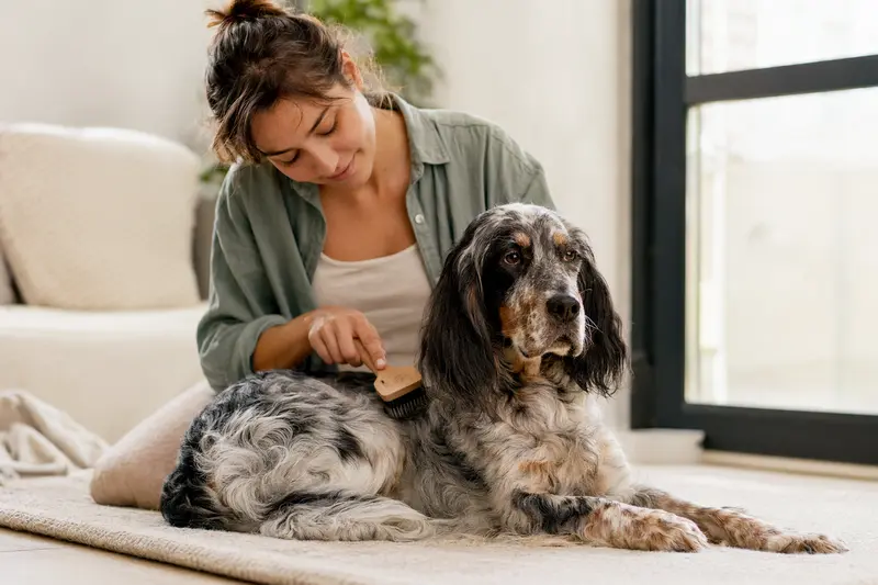 Ein Laverack-Setter wird in einer hellen Wohnung liebevoll gebürstet, was die regelmäßige Fellpflege und verantwortungsvolle Hundegesundheit zeigt.